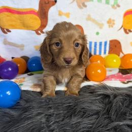 Chocolate based red ee Boy 1 - Red male Dachshund puppy in Austin, Colorado from Colorado Mini Dachshunds