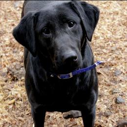 Reign - Labrador Retriever