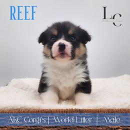 Reef - Black and tan male Pembroke Welsh Corgi puppy in Pine Village, Indiana from NL Horsemanship