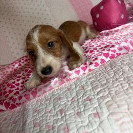 Harry - Piebald male Dachshund puppy in Lake City, Florida from My Ditzy Doxies of Florida