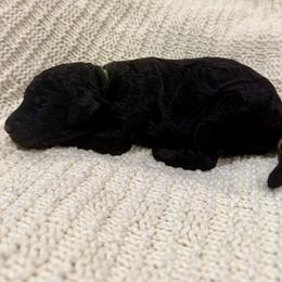 Green - Silver male Poodle puppy in Camdenton, Missouri from Silver Lining Poodles
