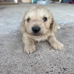 Max - Cream male Dachshund puppy in Hawley, Texas from Little e Dachshunds