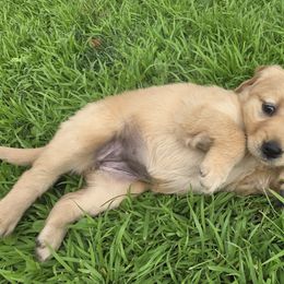 Golden Retriever Puppies from City Goldens