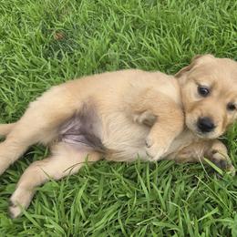 Golden Retriever Puppies from City Goldens