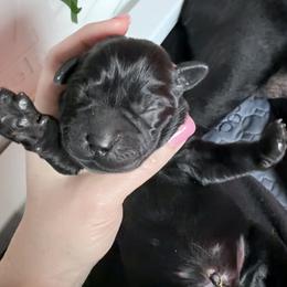 Green - Black male Labrador Retriever puppy in Ankeny, Iowa from Avondale Labradors