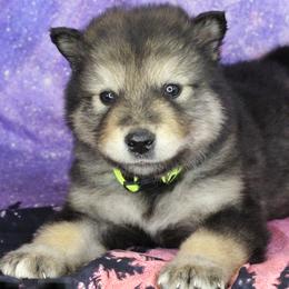 Reti - Green - Agouti and white male Alaskan Malamute puppy in Independence, Virginia from New River Valley Malamutes