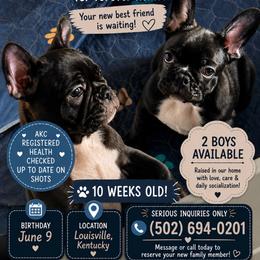 Bear aka Stavros - Black and white male French Bulldog puppy in Louisville, Kentucky from Diamonds Frenchies