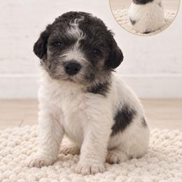 Crockett - Black and white male Aussiedoodle puppy in Hudson, Michigan from Haas Pawz