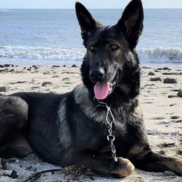 German Shepherds from Vom Ellishaus