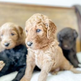 Double Doodle and Labradoodle Puppies from Magnolia & Finn Doodles