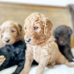 Double Doodle and Labradoodle Puppies from Magnolia & Finn Doodles