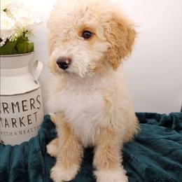 Basil - Red male Bernedoodle puppy in Granton, Wisconsin from Rose River Farms