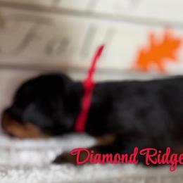 Red collared girl - Black and rust female Doberman Pinscher puppy in Winamac, Indiana from DIAMOND RIDGE DOBERMANS
