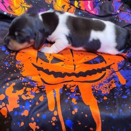 Dachshund Puppies from Dachsunds On The River