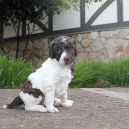 Poodle Puppies from Mount Zion Kennels