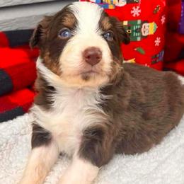 Julia - Red tri-color female Australian Shepherd puppy in Boise, Idaho from Black Canyon Corral Aussies