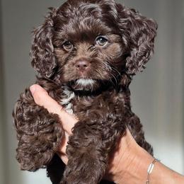 Snicker - Brown male Cockapoo puppy in Flippin, Arkansas from Dare to Doodle