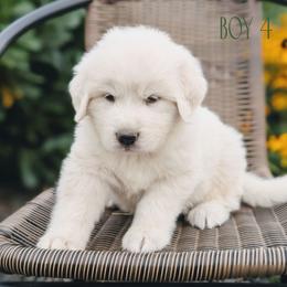 Boy 4 - White male Great Pyrenees puppy in Yakima, Washington from Naches Heights Ranch