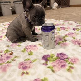 Purple collared girl - Blue female French Bulldog puppy in Russell, Kansas from Fluffity Frenchies