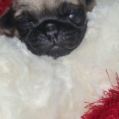Light Pink Girl - Fawn female Pug puppy in Weirsdale, Florida from Splash of Color Pug's