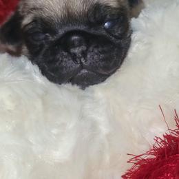 Light Pink Girl - Fawn female Pug puppy in Weirsdale, Florida from Splash of Color Pug's