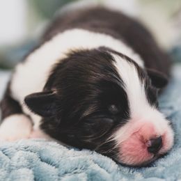 Boy 6 - Border Collie puppy in Templeton, California from Skyward Farms