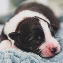 Boy 6 - Border Collie puppy in Templeton, California from Skyward Farms
