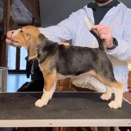 Cheddar - Black fawn and white Beagle puppy in Mountain Grove, Missouri from Arcadia Kennels