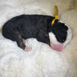 Ms. Yellow - Black tri-color female Aussiedoodle puppy in San Antonio, Texas from Lovable Doodles SA