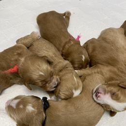 Goldendoodle Puppies from Beck Kennel