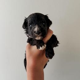 Cliff the Runt. - Black male Sheepadoodle puppy in Wabash, Indiana from DOODCompany