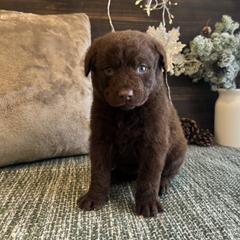 Ruby - Brown female Chesapeake Bay Retriever puppy in Ulen, Minnesota from North Wind Gundogs