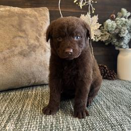 Ruby - Brown female Chesapeake Bay Retriever puppy in Ulen, Minnesota from North Wind Gundogs