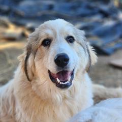 Wesley - Badger male Colorado Mountain Dog puppy in Chino Valley, Arizona from Big Sky Acres