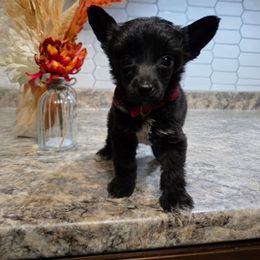 Sunny - Black and white male Chinese Crested puppy in Clarksville, Tennessee from Andrews Chinese Cresteds and Euro Bassets