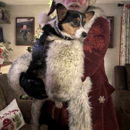 Pembroke Welsh Corgi Puppies from Trowbridge Corgis