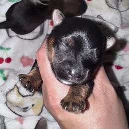 Charlie - Black and tan male Yorkshire Terrier puppy in Bolton, Connecticut from Elle Yorkies