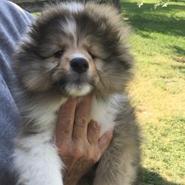 Shetland Sheepdog puppies from Cindy Scott's Shetland Sheepdogs