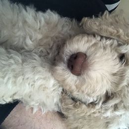 Goldendoodle, Schnoodle, and Sheepadoodle Puppies from Dood Ranch