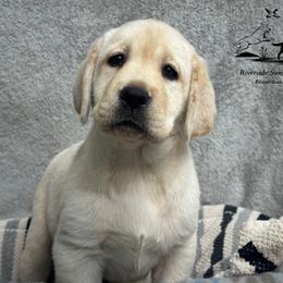 Yellow girl - Yellow female Labrador Retriever puppy in Beaverdam, Virginia from Riverside Sunset Labrador Retrievers