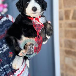 Nutcracker - Black and white male Sheepadoodle puppy in Marion, Ohio from Doodles & Doxies