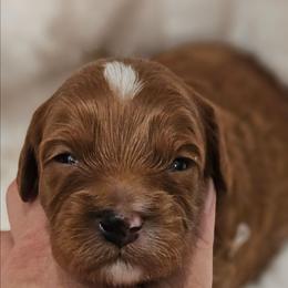 Woody - Red male Cavapoo puppy in Glendale, Arizona from Cool Cavapoos