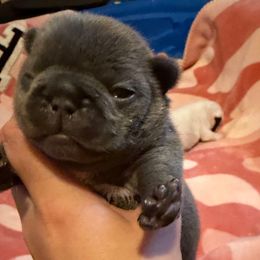 Blue girl - Blue female French Bulldog puppy in Pennsylvania from R & C French Bulldogs