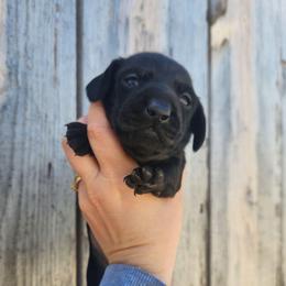 Pearl - Black female Dachshund puppy in Cedarcreek, Missouri from Cedarcreek Dachshunds
