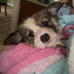 Pembroke Welsh Corgi Puppies from Sugarbush Corgis