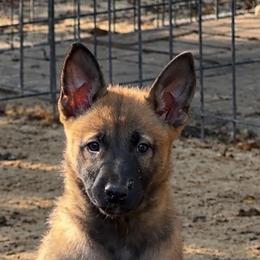 Fawn Girl - Fawn sable female Belgian Malinois puppy in Dallas, Texas from Kaizen Ruach Malinois