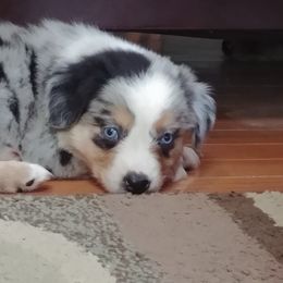 Miniature Australian Shepherd Puppies from Taylor Made Aussies