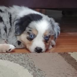 Miniature Australian Shepherd Puppies from Taylor Made Aussies