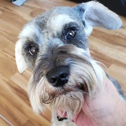 Hondo - Miniature Schnauzer
