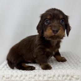 Prince - Chocolate and tan male Dachshund puppy in Pulaski, Tennessee from Billboard Doxies